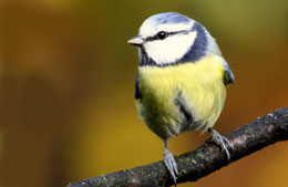 Vogel Blaumeise